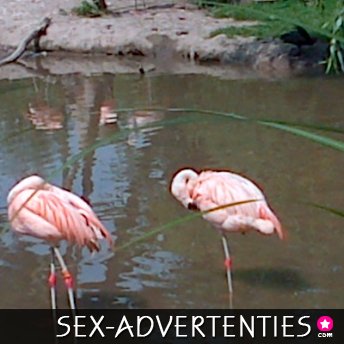 stel zkt bi-vrouw voor date